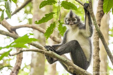 Gunung Leuser national park Gunung Leuser National Park, National Parks, Koala Bear, Wild ...