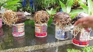 Cara Membuat Bonsai Kelapa Media Air Blogger Bonsai Bengkulu