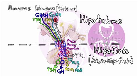 HISTOLOGÍA DEL SISTEMA ENDOCRINO Eje Hipotálamo Hipofisario YouTube