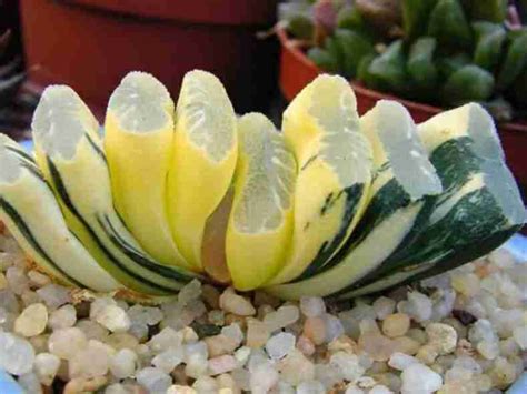 Haworthia Truncata Variegata Mundo De Las Suculentas 2024