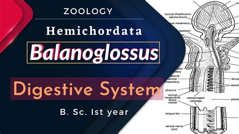 Balanoglossus || Digestive System || B. Sc. Ist year || Zoology - YouTube