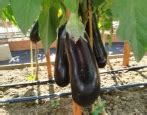 Баклажан Король Севера: описание и характеристика сорта, агротехника ...