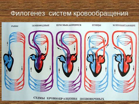 Строение сердца эволюция