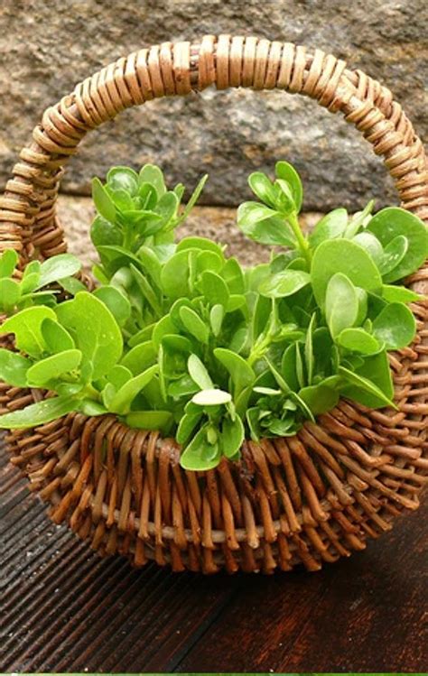 Buy Organic non-GMO Purslane (Portulaca oleracea) Seeds Online Now ...