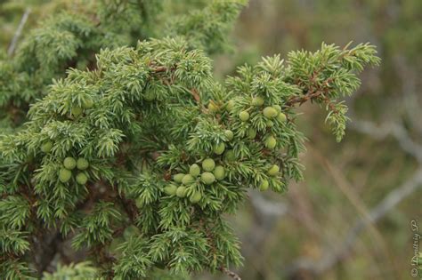 Juniperus sibirica - Изображение особи - Плантариум