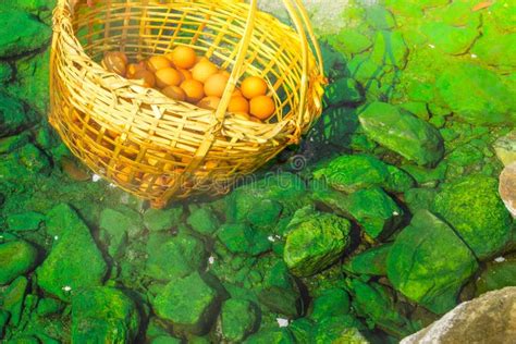 Onsen Hot Spring Eggs In National Park Chae Son Lampang Thailand