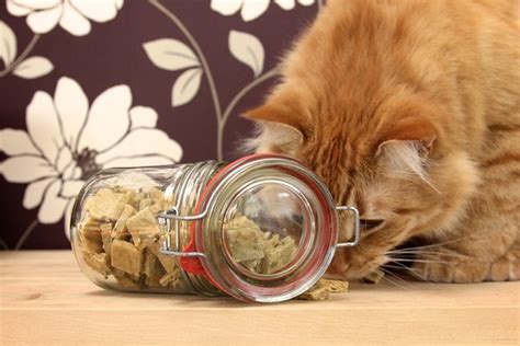 Chewy Cat Treats for Cats