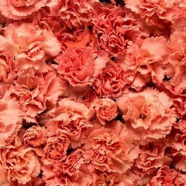 Coral carnations | Carnations, Witchs garden, Flower decorations