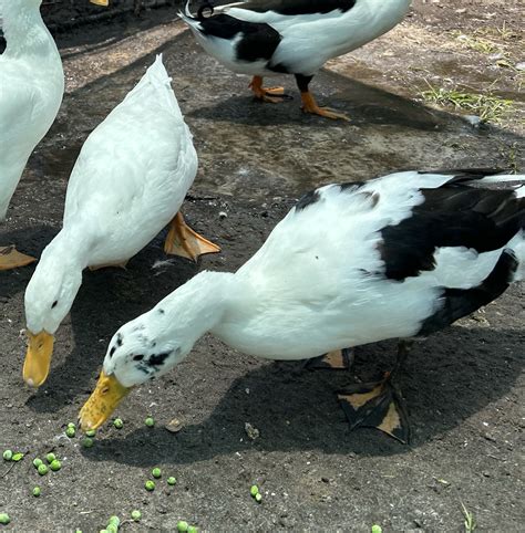 Available Ducks – Starwater Farm