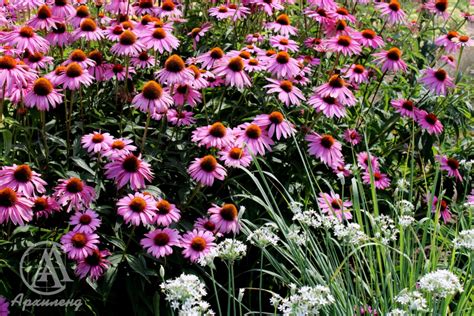 Купить Эхинацея (Echinacea) с доставкой почтой в интернет-магазине Архиленд