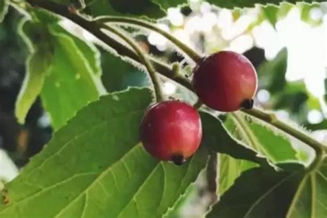 10 Manfaat Buah Kersen Untuk Kesehatan Tubuh Termasuk Menetralkan Asam