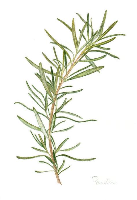 Pin By Zainab Garden On Rosemary Herb Art Herbs Illustration