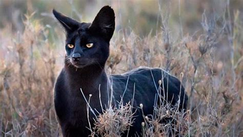 Gato serval negro dónde están y cómo son