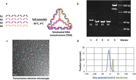 Successful Synthesis And Characterization Of Tetrahedral Dna Download Scientific Diagram