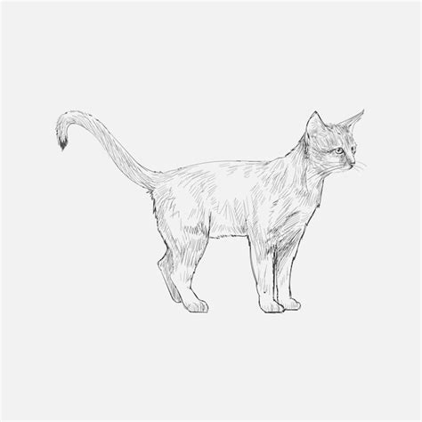 Premium Vector | Illustration drawing style of cat