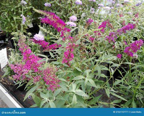 Buddleja Buzz Hot Raspberry Stock Image Image Of Buddleja Raspberry