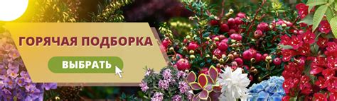 Интернет-магазин саженцев цветов, растений в Москве - купить рассаду ...