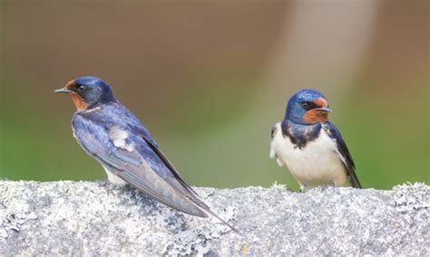 Wild Scilly newsletter | Isles of Scilly Wildlife Trust