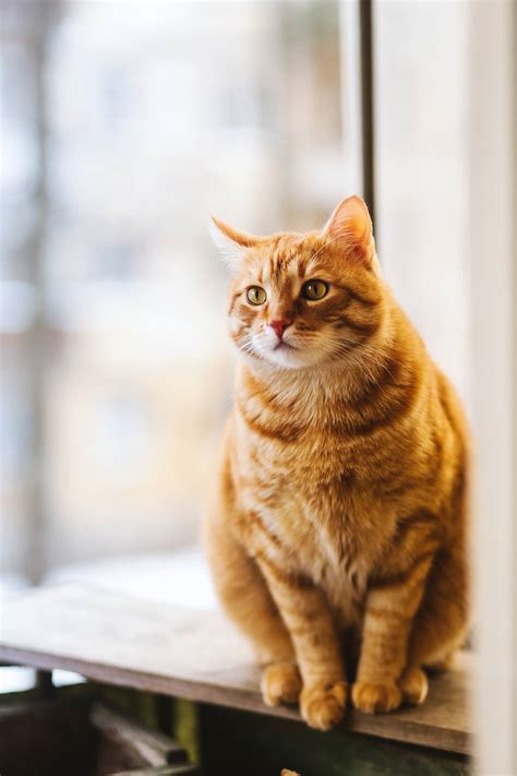 10 RAREST CAT BREEDS IN THE WORLD - cats