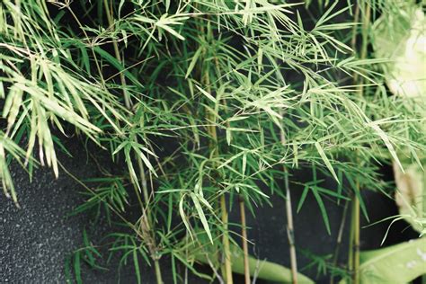 How To Grow And Care For Golden Bamboo Growing Bamboo Golden Bamboo