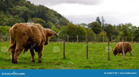 Gado Escoc S Das Montanhas Foto De Stock Imagem De Campo