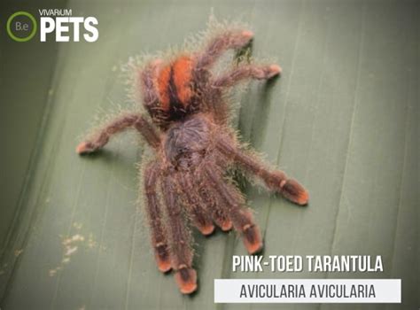 Pink Toed Trantula The Avicularia Avicularia Care Guide