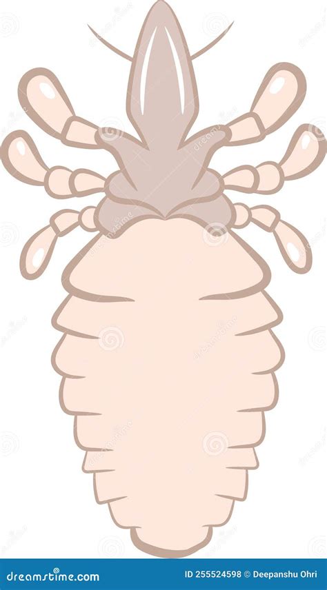 Biting Louse Vintage Illustration Cartoon Vector CartoonDealer