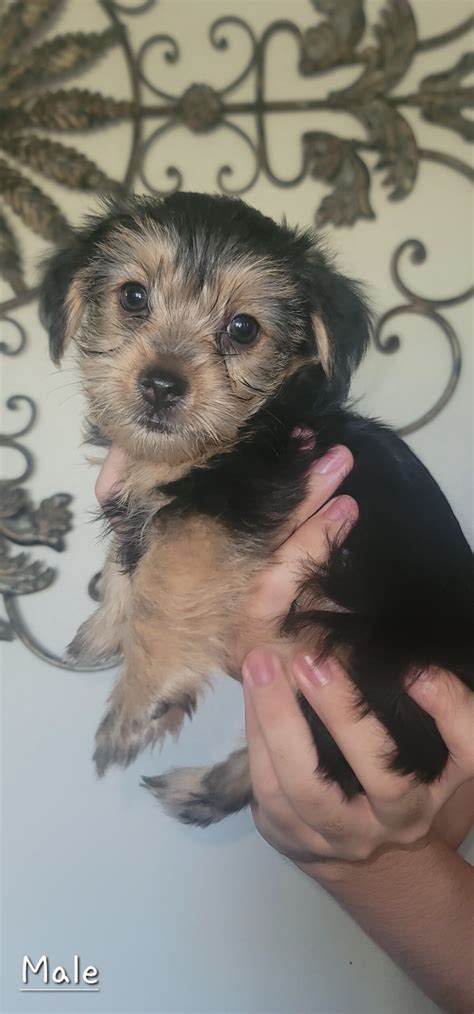 Yorkie Puppies America S Pet Registry