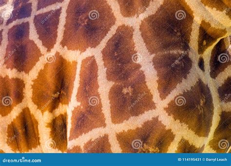 A Close Up of a Giraffe Patterned Skin on 3rd April 2018 Stock Image - Image of nose, character ...