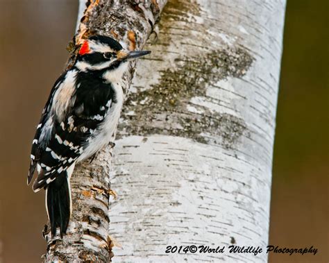 Hairy Woodpecker Picture 80 | World Wildlife Photography