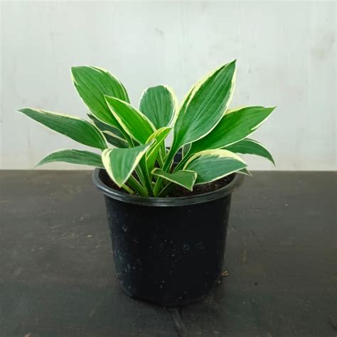 Buy Hosta Plantaginea plant online from plantsguru at lowest price