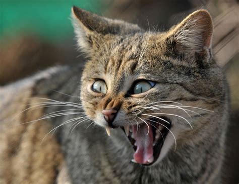 El Gato Salvaje Un Cazador Solitario Y Huidizo Mascotas Abc Color