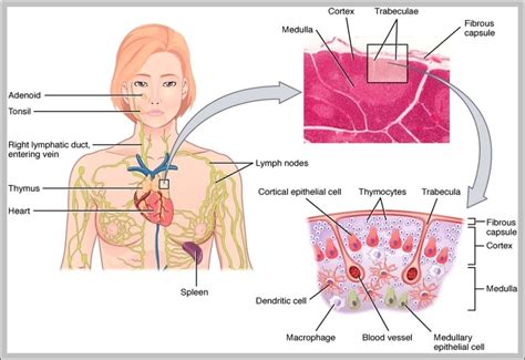 thymus gland Archives - Graph Diagram