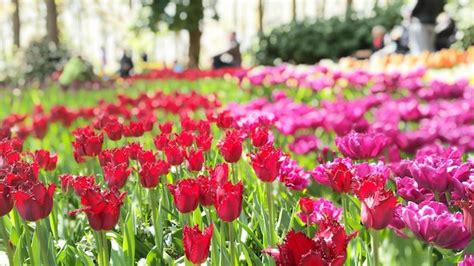 Premium Photo Tulips Blooming In Park