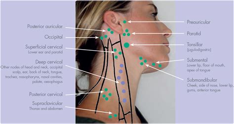 Palpable Lymph Nodes Of The Head And Neck MEDizzy 40 OFF