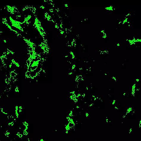 CD34 Antibody Anti Human Miltenyi Biotec USA