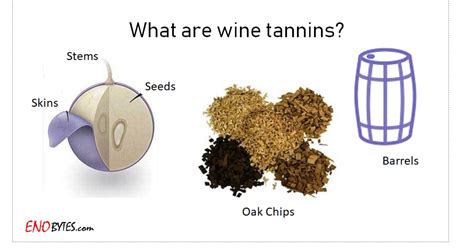 What are Wine Tannins? – Enobytes Food & Wine