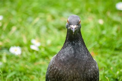 Premium Photo Close Up The Feral Domestic Rock Pigeon Looking At Camera