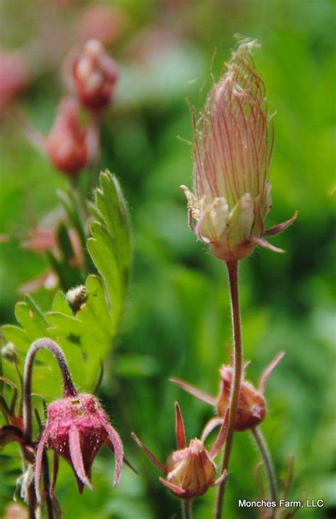 Geum Triflorum