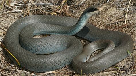 Télécharger le fond d écran Serpent Wallpaper HD 8 1920x1080