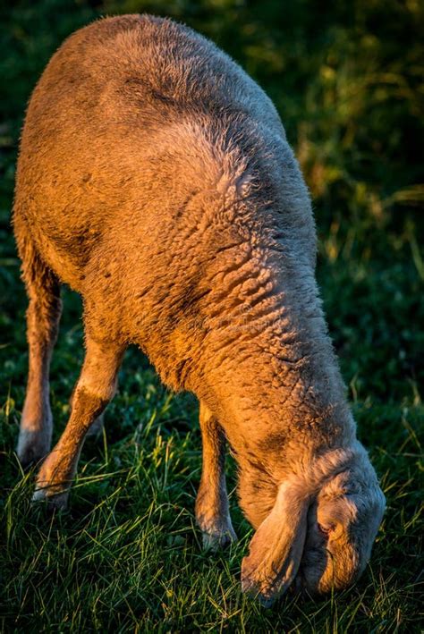 Sheep at sunset stock photo. Image of lamb, wild, sundown - 10976882