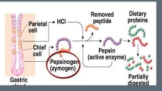 pepsin | PPT