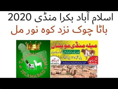 Islamabad Cow Mandi 2020 Latest Update Bhatta Chowk Pakistan YouTube