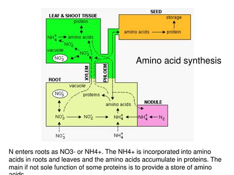 Ppt Biosynthesis Of Plant Derived Flavor Compounds Powerpoint Presentation Id217240