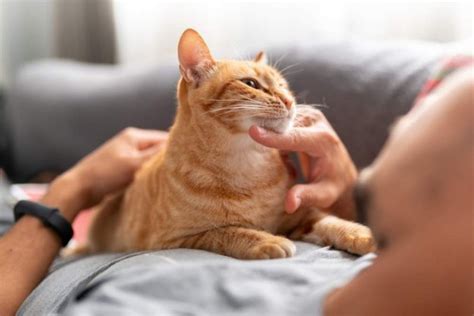 How Does Spaying And Neutering Affect Cat Behavior