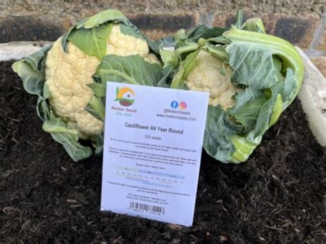 Cauliflower All Year Round Seeds X 300 Dwarf All Season Vegetable