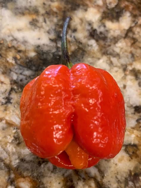 Trinidad Moruga Scorpion Scoville Seeds Pepper Grow Guide Grow