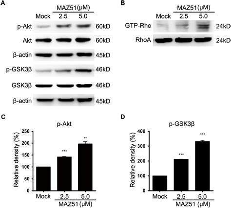 A Western Blot Analysis Of Gsk3β P Gsk3β Ser9 Akt P Akt Ser473