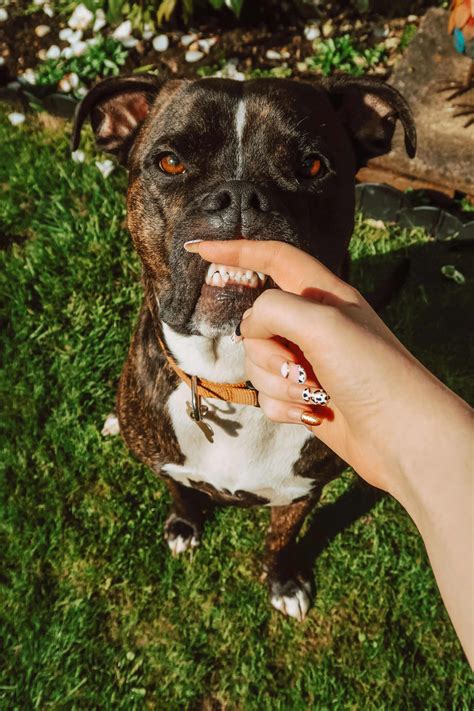 The secret petco photos trick for getting dogs to smile 25