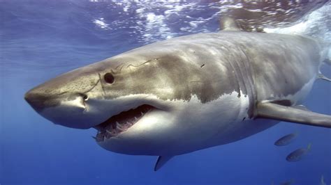 10 Foot Great White Shark Pings Off Sarasota County Coast Wfla